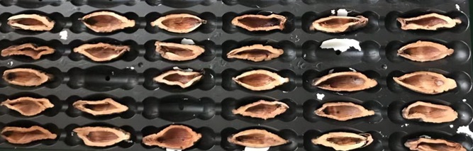 檳榔口味是如何利用高新技術加工的? 檳榔口味是如何利用高新技術加工的?